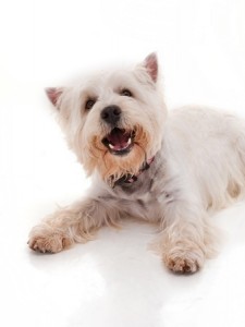 A West Highland Terrier barks softly