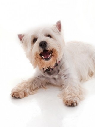 are west highland white terriers good guard dogs