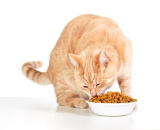 Changing cat food can be a simple process if you follow the right advice