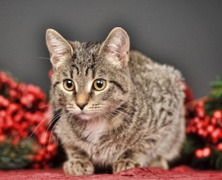 Cats do not get along well with some traditional Christmas plants