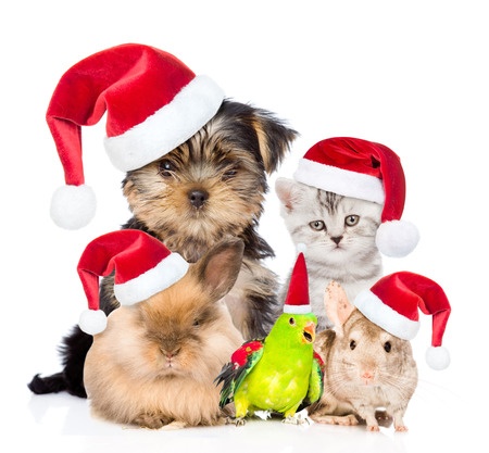 Pets