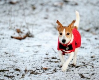 A Jack Russell Terrier runs across snowy ground