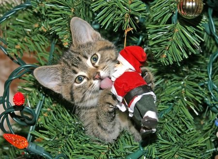 cats vs christmas trees and how you can make a cat proof cats vs christmas trees and how you can make a cat proof