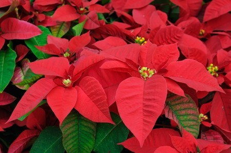 Poinsettias are plants that are poisonous to dogs