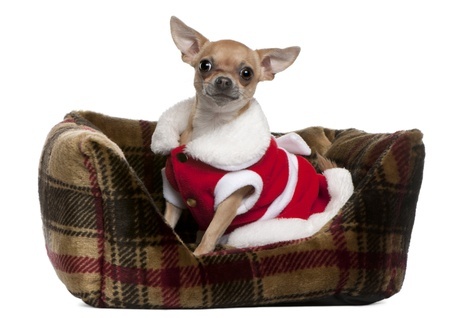 4 Adorable Dog Christmas Presents - Argos Pet Insurance