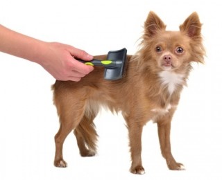 This Chihuahua puppy is combed with a brush to prevent matted dog hair