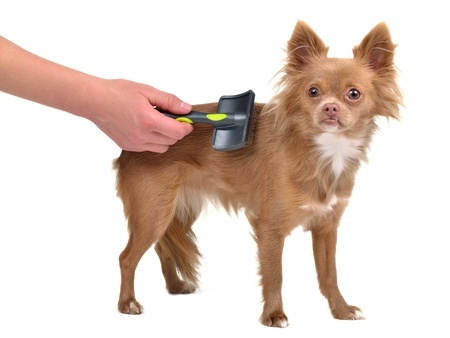 chihuahua hair brush