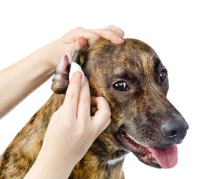 Cleaning your dogs ears is very important