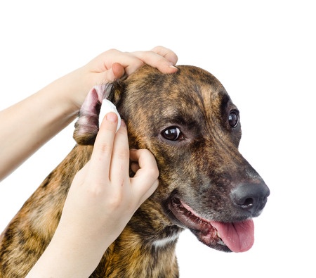 Cleaning your dogs ears is very important