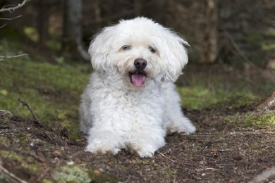 A panting Cockapoo after a walk