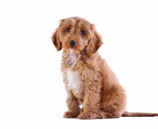 Cockapoo puppies are always very cute