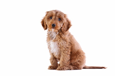 Cockapoo temperament with best sale cats