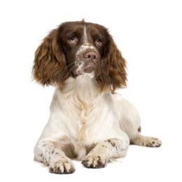 An English Springer Spaniel