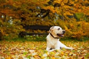 A Labrador Retriever