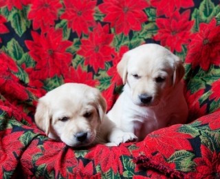 Possible poisons to pets - Keeping your dogs away from real Poinsettias is a good idea at Christmas