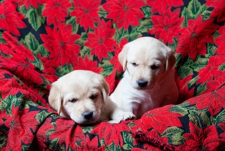 know they39;re plants that are poisonous to dogs? Argos Pet Insurance know they39;re plants that are poisonous to dogs? Argos Pet Insurance