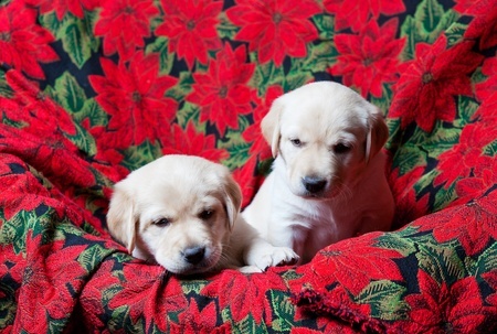 are poinsettias poisonous o dogs and cats