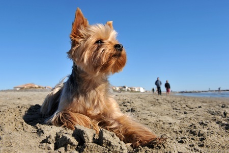 Yorkshire Terriers make great pets