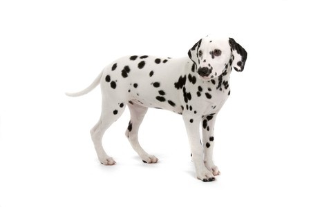 A cute Dalmatian puppy