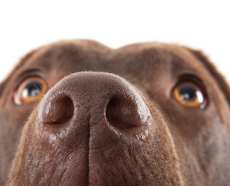 A Labrador dog's nose close up
