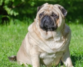 overweight pug diet dr author at argos pet insurance overweight pug diet dr author at argos pet insurance