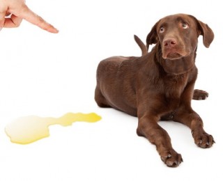 How to stop dogs from peeing in the house: A chocolate Labrador puppy looks apologetic after an indoor accident