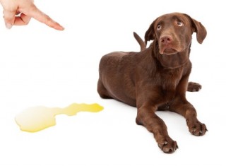 An owner points at his brown Labrador after he has peed on the floor 