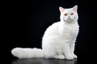 Rex Cat With Medium Length Hair Rex Cat With Medium Length Hair
