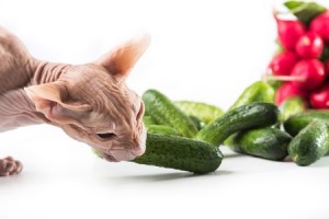 A Sphynx cat eats a cucumber