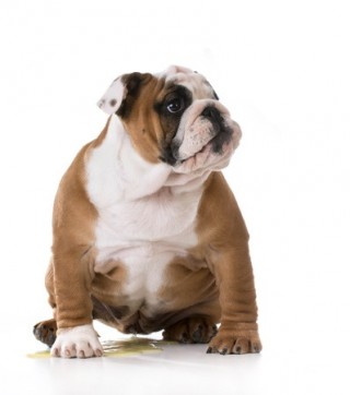 A bulldog sits on the floor and pees