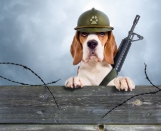 A dog dressed up in army gear
