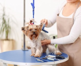 dog groomer