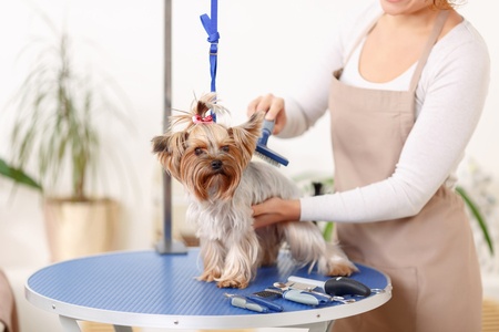 Dog grooming: How to find a good dog groomers near me - Argos Pet ...