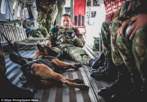 Jany – a Belgian Malinois who works for the army