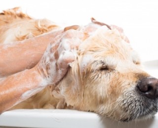 A dog being bathed with shampoo