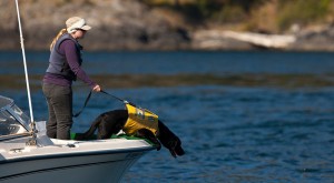 Dog sniffs for whales