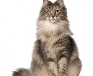 Norwegian Forest cats