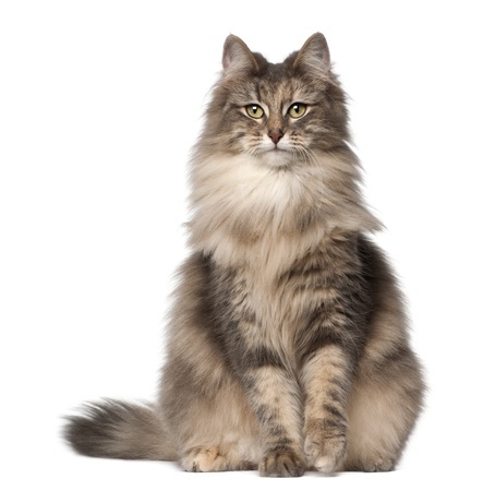 images of norwegian forest cats