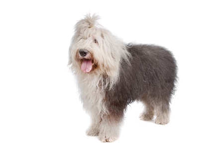 Featured image of post Old English Sheepdog Charakter