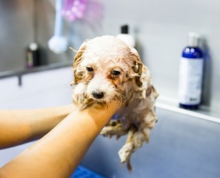 Puppy gets a wash using dog shampoo