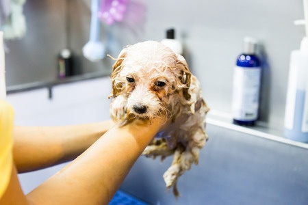 Puppy gets a wash using dog shampoo