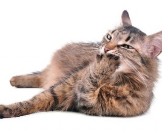 A female cat in the late stages of cat pregnancy