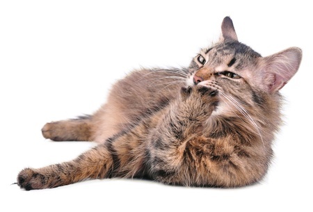 A female cat in the late stages of cat pregnancy