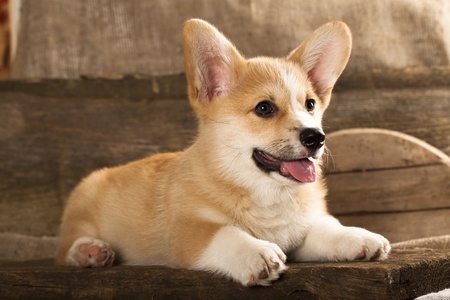 tan corgi puppy