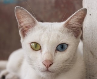 Khao Manee cats have distinctive eyes, which can be different colours