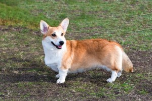 A Cardigan Welsh Corgi dog