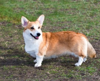 A Cardigan Welsh Corgi dog