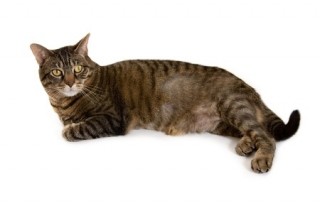 Bald Patches on Cats: Symptoms, Causes & Treatment | Argos Pet