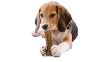 Dog chews are great for dog teeth cleaning
