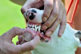 A dog gets its teeth examined, having them cleaned by a professional is a top dog dental care tip